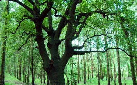 ombu tree - grass, forest, ombu, tree