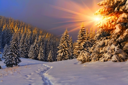 Winter sun - snow, pine, sun, winter, track