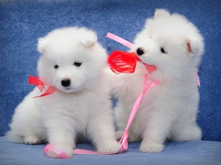 White Puppies