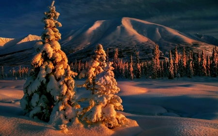 Winter - tres, forest, mountain, winter, sunset