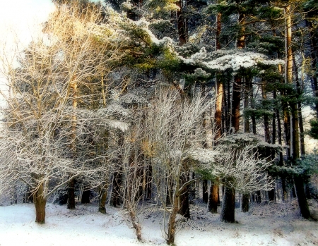 Northumbrian Winter - winter, nature, trees, snow