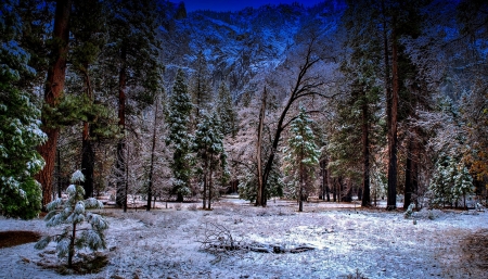 Beautiful winter forest