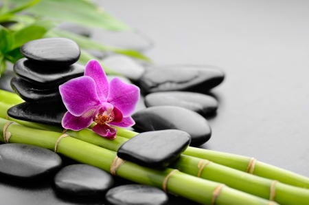 Spa orchids - orchid, beautiful, spa, stones, bamboo, flower, concept, relax