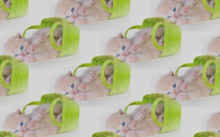 Kitten pattern - pattern, sweet, cat, animal, kitten, green, cute, texture, paper