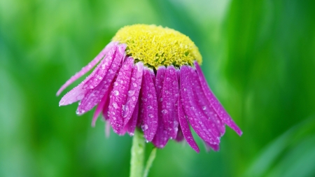 Flower - nature, yellow, pink, green, flower