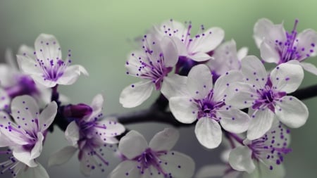 Spring - white, flower, pink, spring, blossom, cherry, branch, green