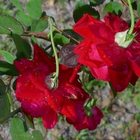 RAIN ON THE ROSES