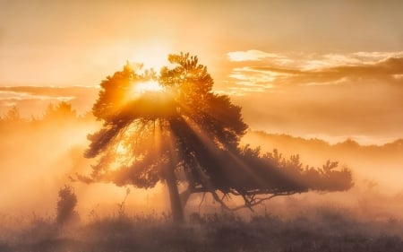 evening sun - fun, nature, cool, sun, sunset, field