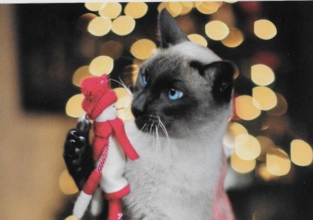 Christmas Cat - christmas, pretty, cute, paws, cat