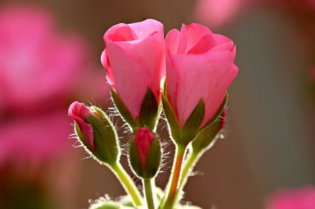 Pink Flowers - two, flower, pink, beautiful