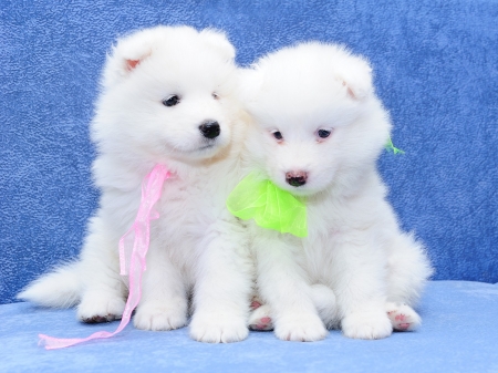 Two Cuties  - animal, couple, dog, puppies