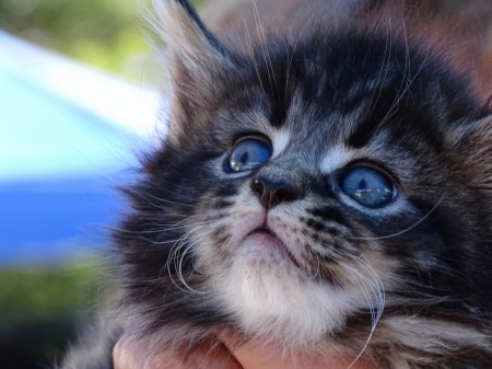 Maine Coon - animal, kitten, maine coon, eyes, closeup, cat