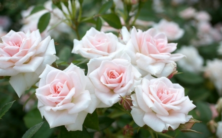 Rose and Buds - flowers, roses, nature, buds, pink