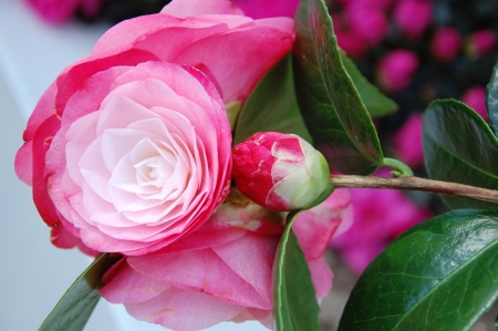 Lovely Camellia - flowers, nature, buds, petals, pink, camellia