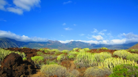 Canary Islands - nature, fun, canary islands, cool, field