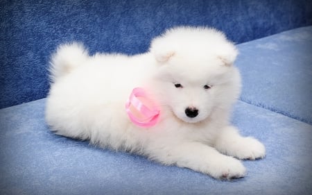 Puppy - white, animal, blue, cute, dog, puppy, samoyed