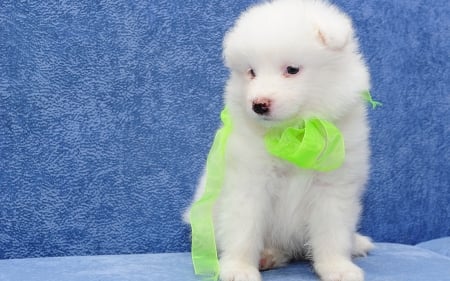 Puppy - white, animal, cute, puppy, blue, dog, green