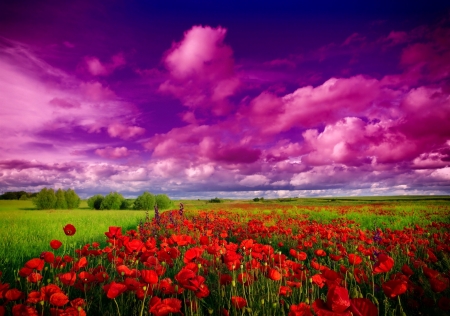 |Fantasy Field| - flowers, nature, purple, red, field, pink, sky