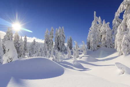 Winter pines - snow, pines, winter, sun