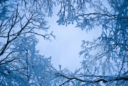 Frost - winter, cold, trees, frost