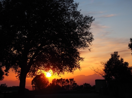 Evening Sun - nature, trees, landscape, evening, sunset