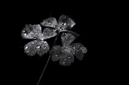 Simple is Beautiful - black and white, clover, drops, rain