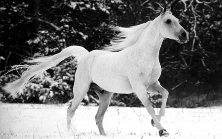 White horse - white, horse, animals, amazing