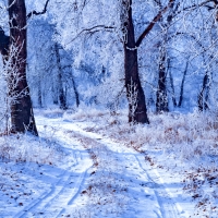 Snowy forest path