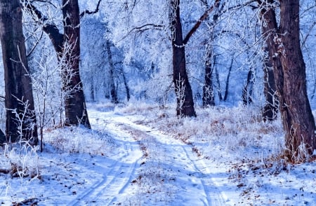 Snowy forest path - branches, trees, winter, path, cold, forest, frost, snow, beautiful