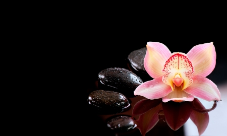 Spa background - reflection, background, orchid, beautiful, spa, stones, lovely, flower