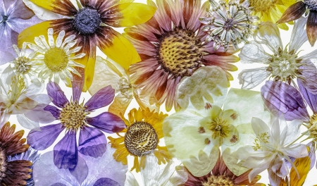 Flowers - white, purple, yellow, texture, flower