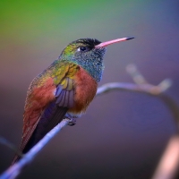 Humming-bird