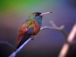 Humming-bird