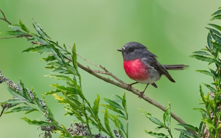 Bird - grey, red, green, cute, bird