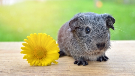 Guinea pig - flower, animal, rodent, guinea pig, yellow, green