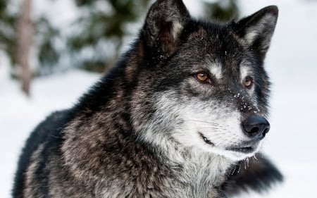 Wolf - white, wolf, animal, winter, black