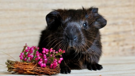 Guinea pig - black, rodent, animal, guinea pig, flower, pink