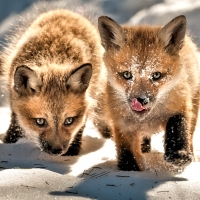 Little Foxes