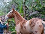 Woman and beautiful trimmed horse