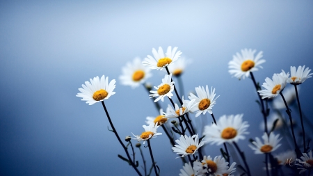 Daisy Blur - daisies, Firefox theme, summer, blue, spring, wild flowers