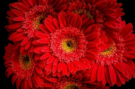 Floral background - flowers, pretty, red, floral, wet, background, gerbera