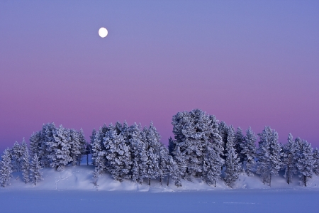 Full moon over frozen pines - nature, full moon, winter, frozen, pines