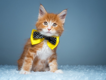 Funny Kitten - animal, kitten, funny, bow, cat