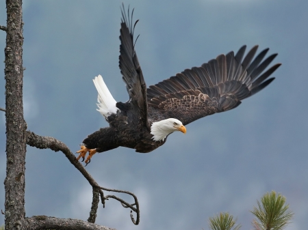 Bald Eagle Flight - animal, flight, eagle, bird