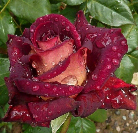 Drops on a Beauty - flowers, roses, nature, purple, dew, drops