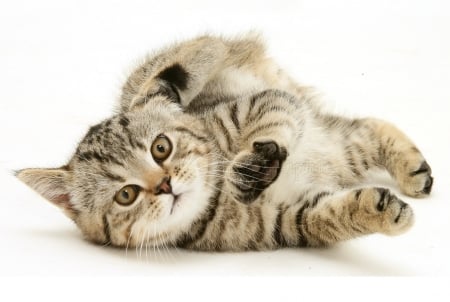 cute rolling kitten - sute kitten, rolling, animals, cats