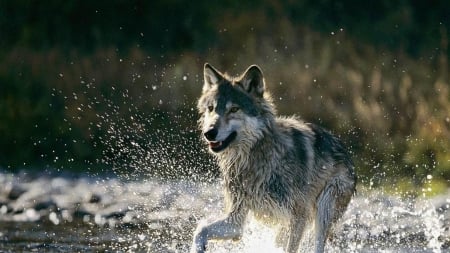 On The Hunt - wolfpack, predator, wolf, creek, wildlife