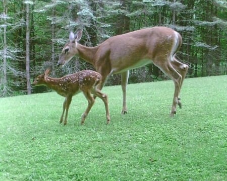 mom and child deers - nature, animals, deers, cute, deer