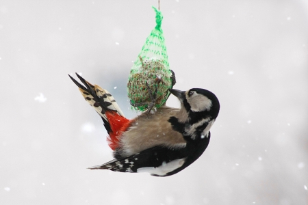 Bird in the snow - Winter, Snow, Sweet, Bird