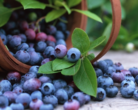 Beautiful Blueberries - nature, healthy, fruits, delicious, food, basket, blueberry, fruit